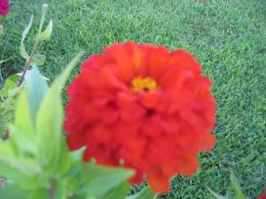 flower philippos villa
